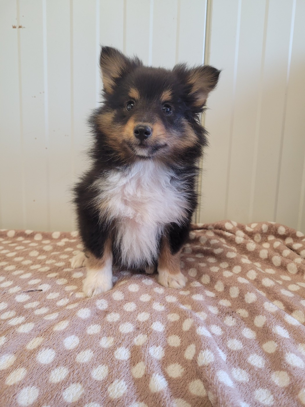 des terres de bourguenailles - Chiots disponibles - Shetland Sheepdog