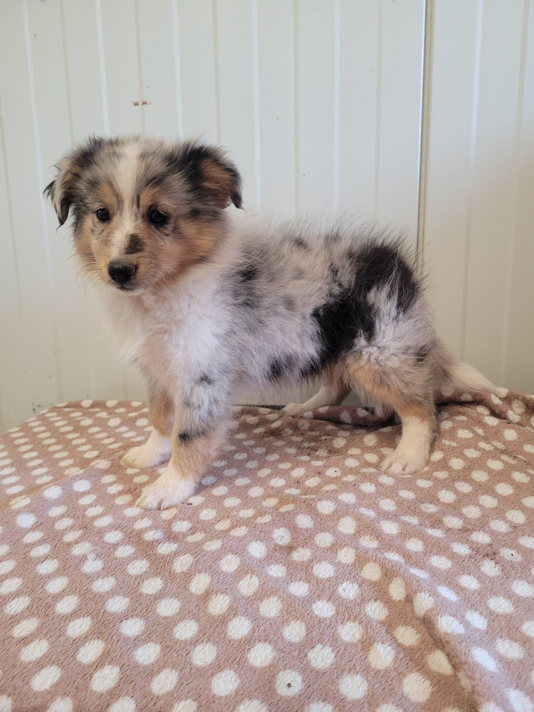 des terres de bourguenailles - Chiots disponibles - Shetland Sheepdog