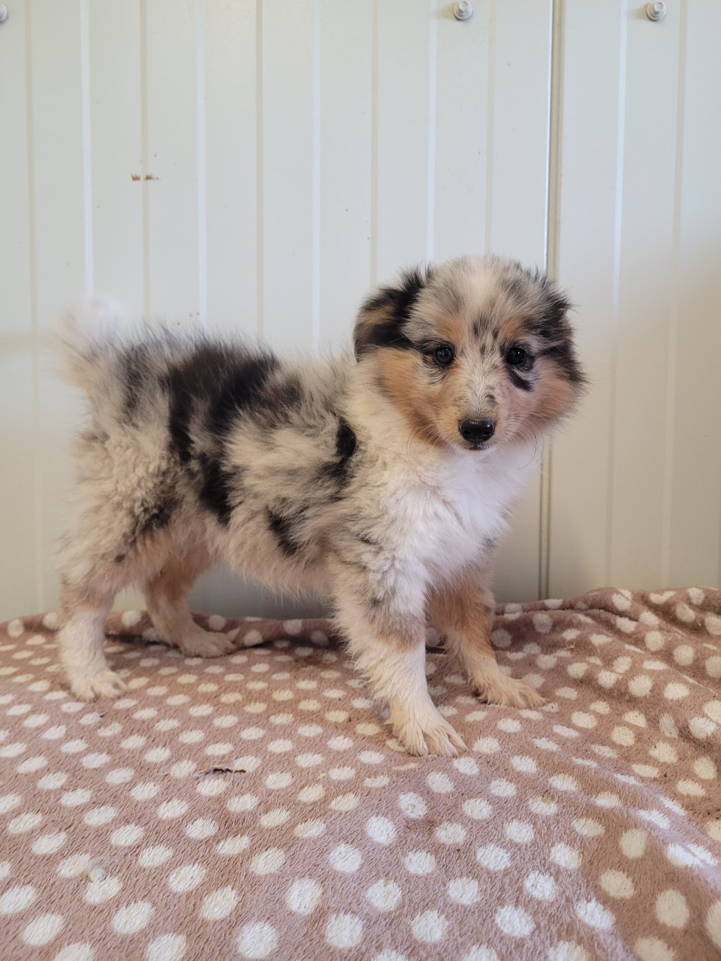 des terres de bourguenailles - Chiots disponibles - Shetland Sheepdog