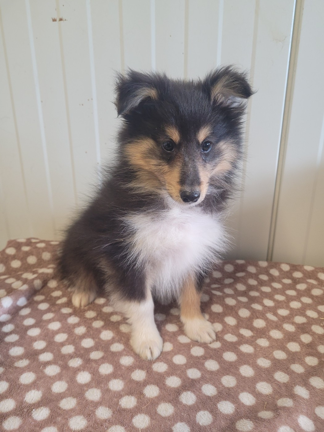 des terres de bourguenailles - Chiots disponibles - Shetland Sheepdog