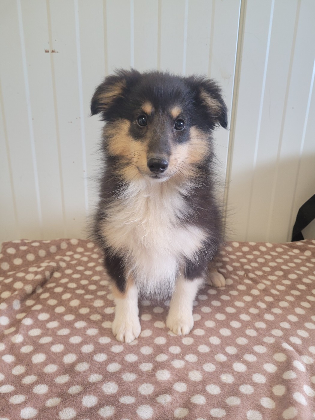 des terres de bourguenailles - Chiots disponibles - Shetland Sheepdog