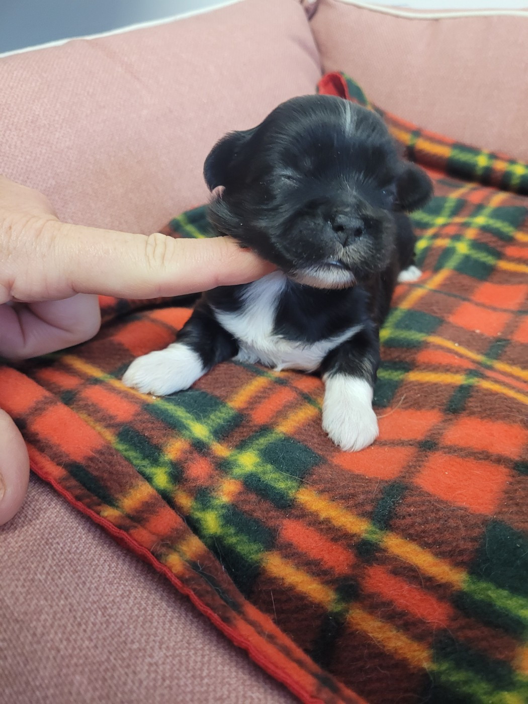 des terres de bourguenailles - Chiots disponibles - Lhassa Apso
