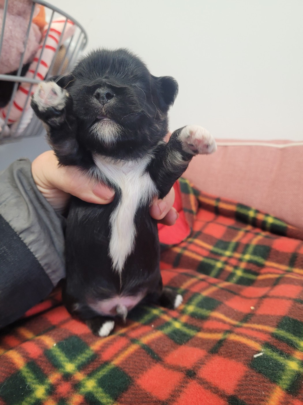 des terres de bourguenailles - Chiots disponibles - Lhassa Apso
