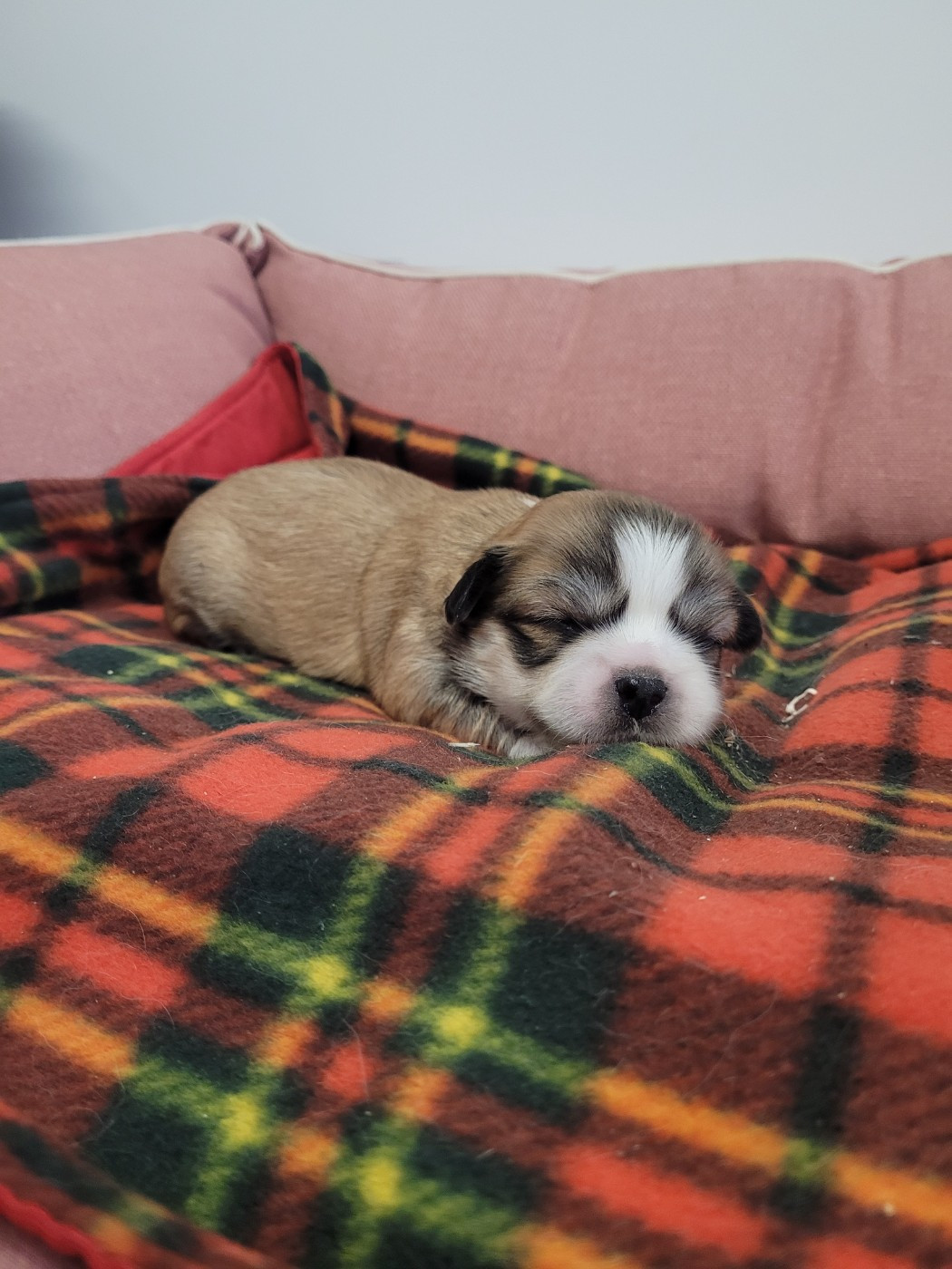 des terres de bourguenailles - Chiots disponibles - Lhassa Apso