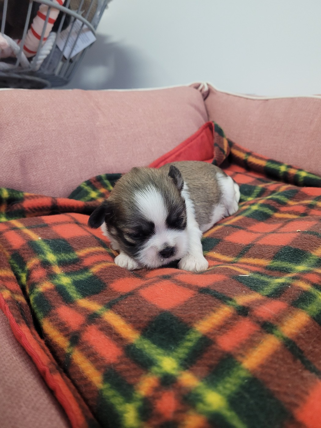 des terres de bourguenailles - Chiots disponibles - Lhassa Apso