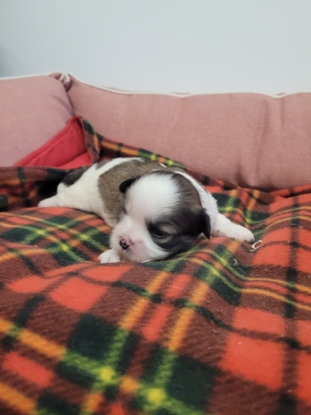 des terres de bourguenailles - Chiots disponibles - Lhassa Apso