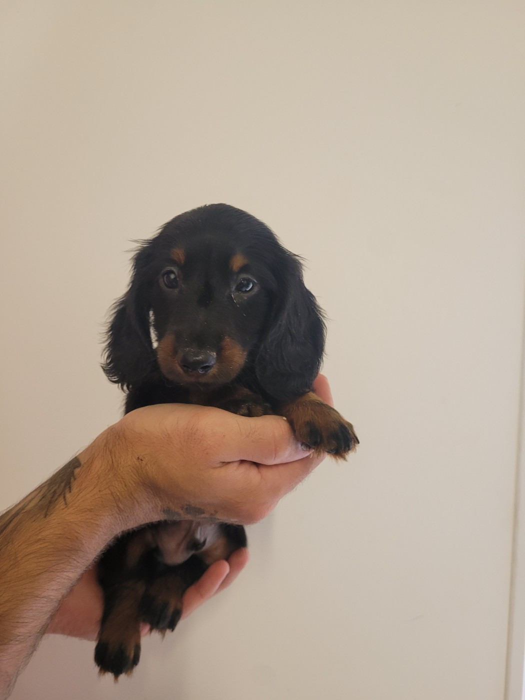 des terres de bourguenailles - Chiots disponibles - Teckel poil long