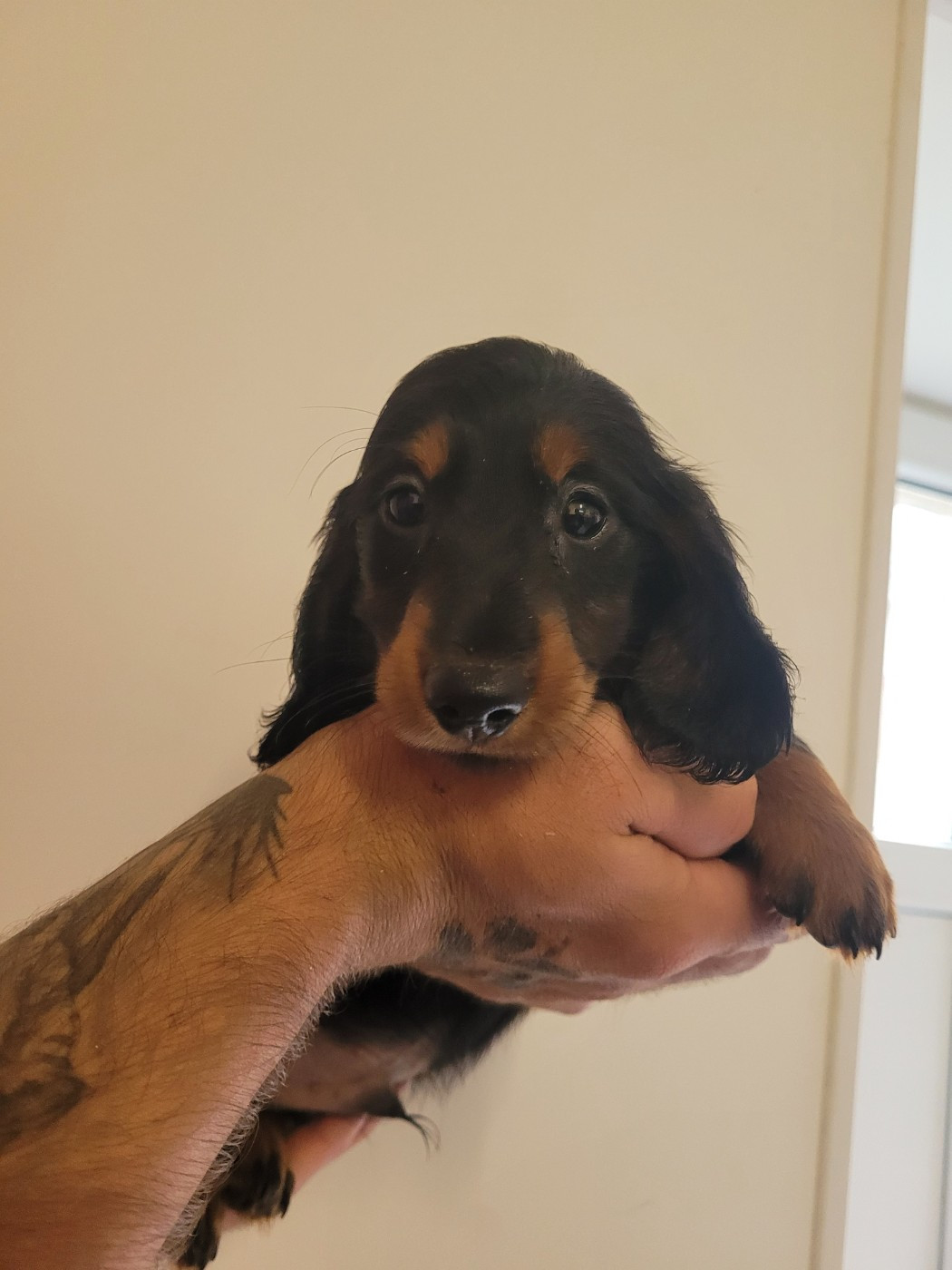 des terres de bourguenailles - Chiots disponibles - Teckel poil long