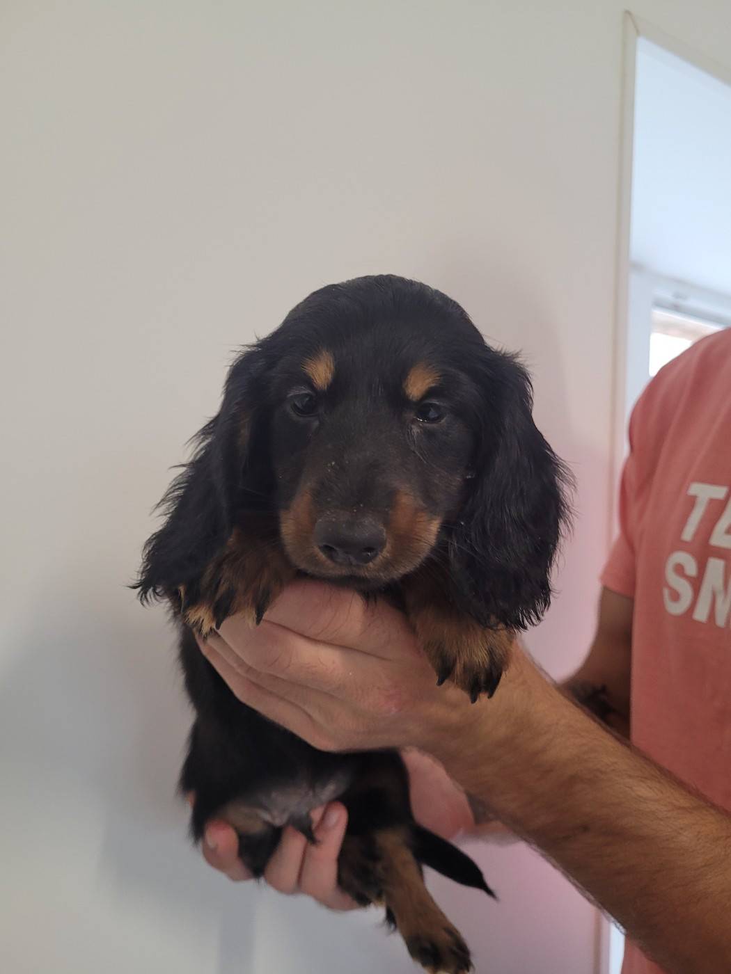 des terres de bourguenailles - Chiots disponibles - Teckel poil long