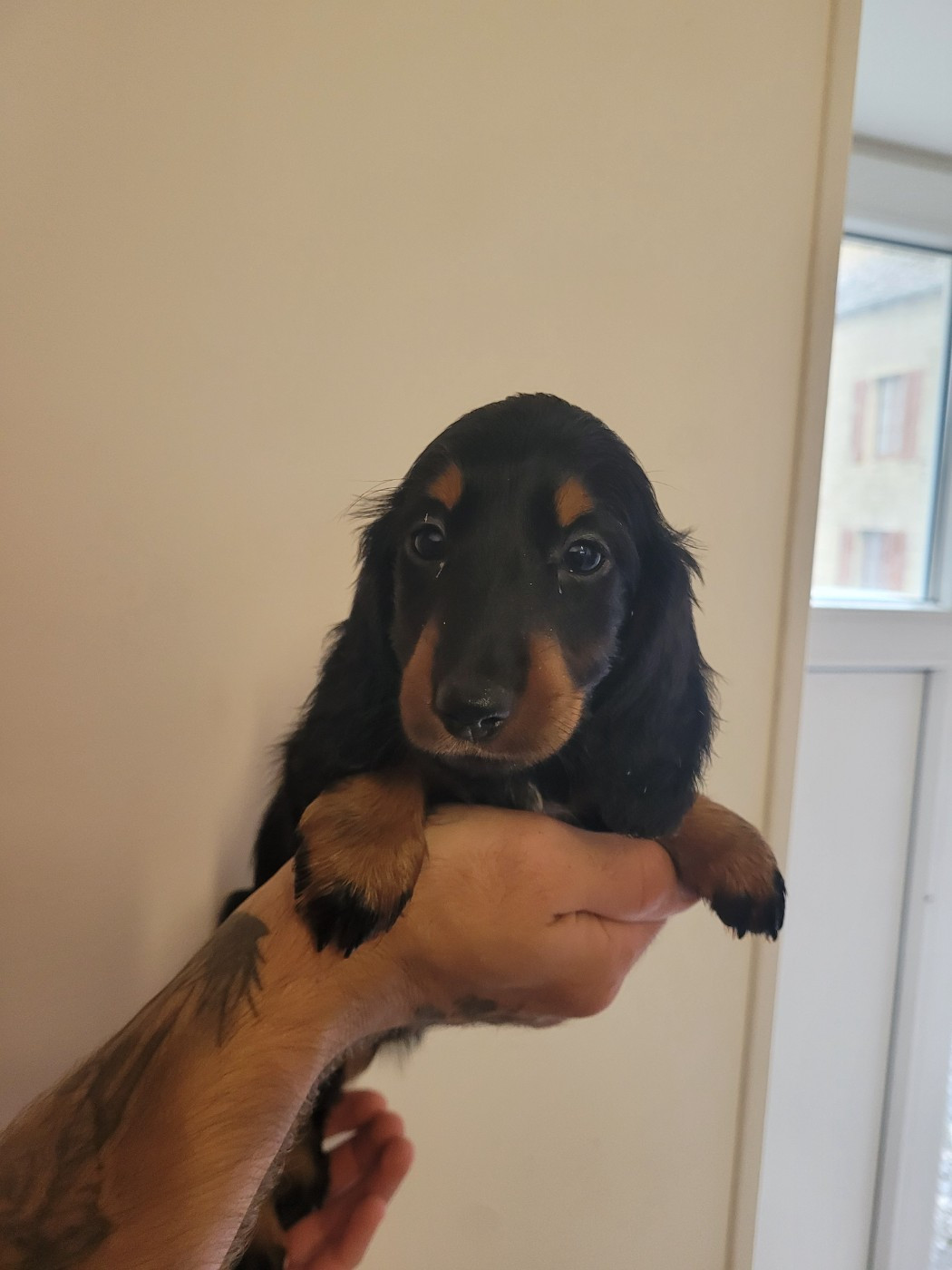 des terres de bourguenailles - Chiots disponibles - Teckel poil long