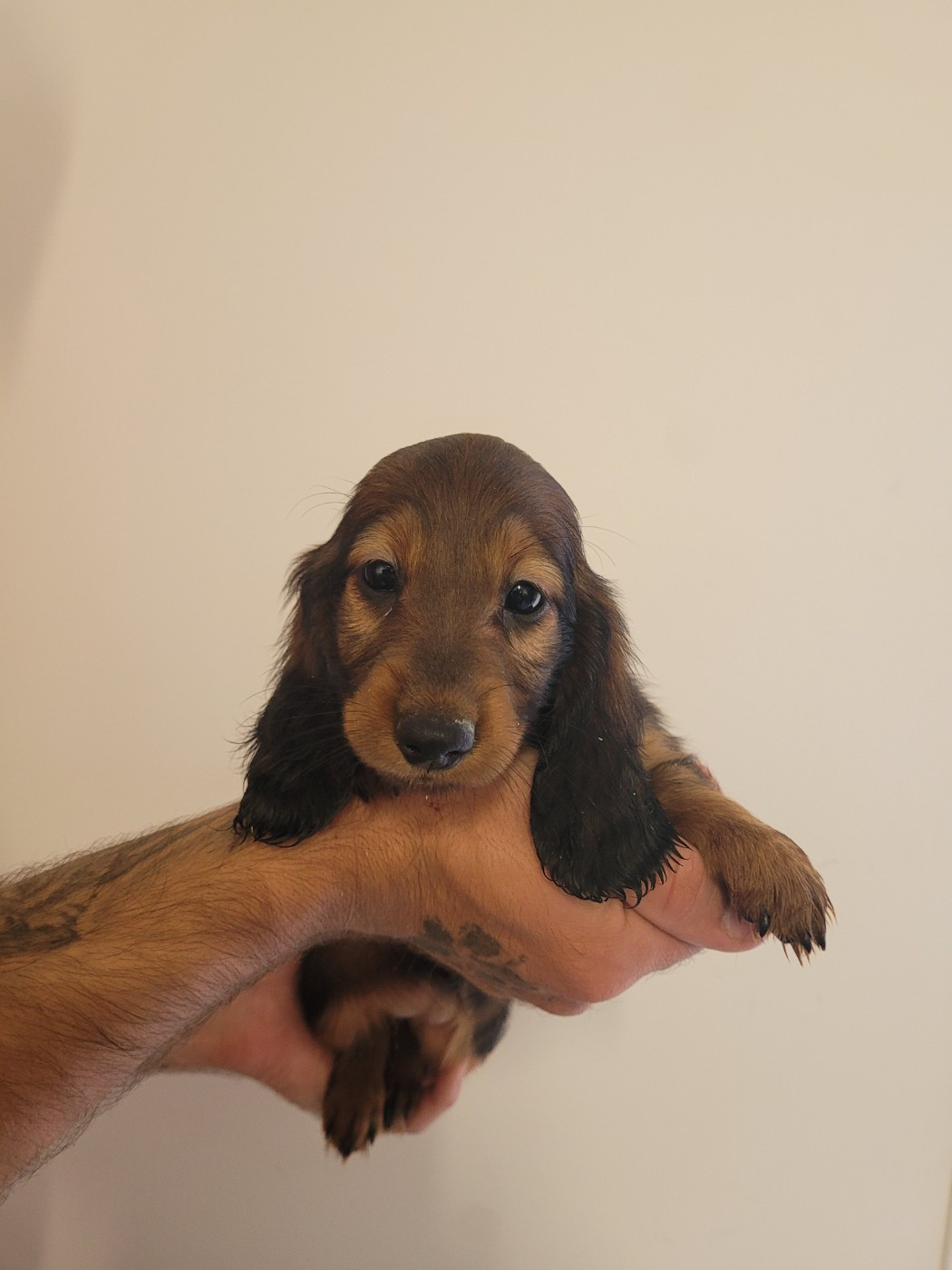 des terres de bourguenailles - Chiots disponibles - Teckel poil long