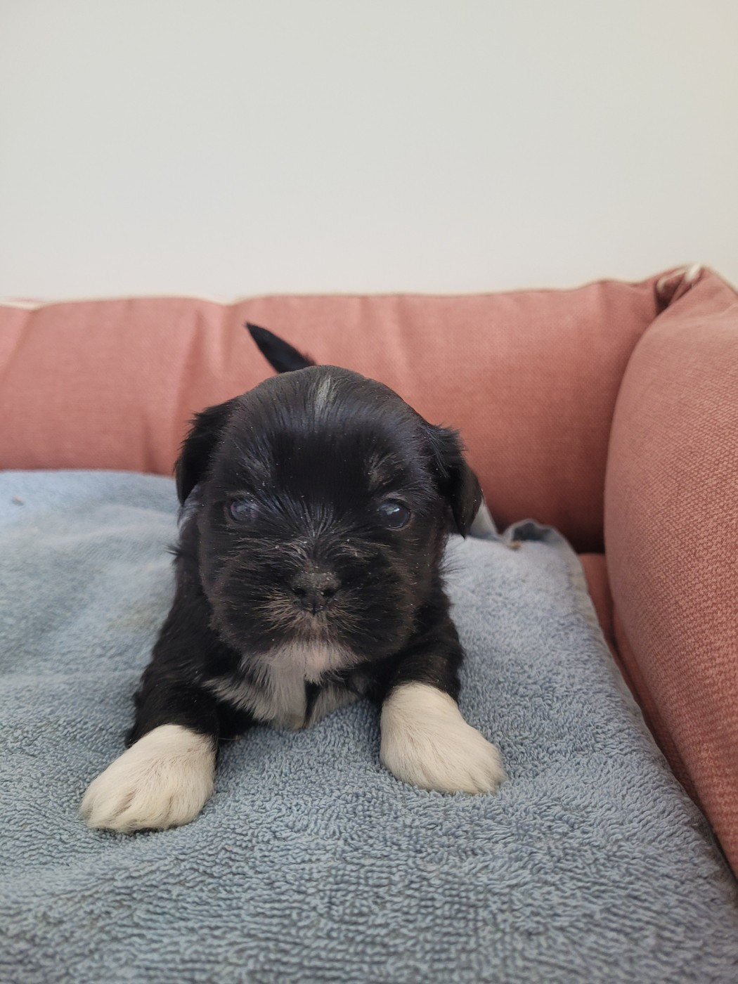 des terres de bourguenailles - Chiots disponibles - Lhassa Apso