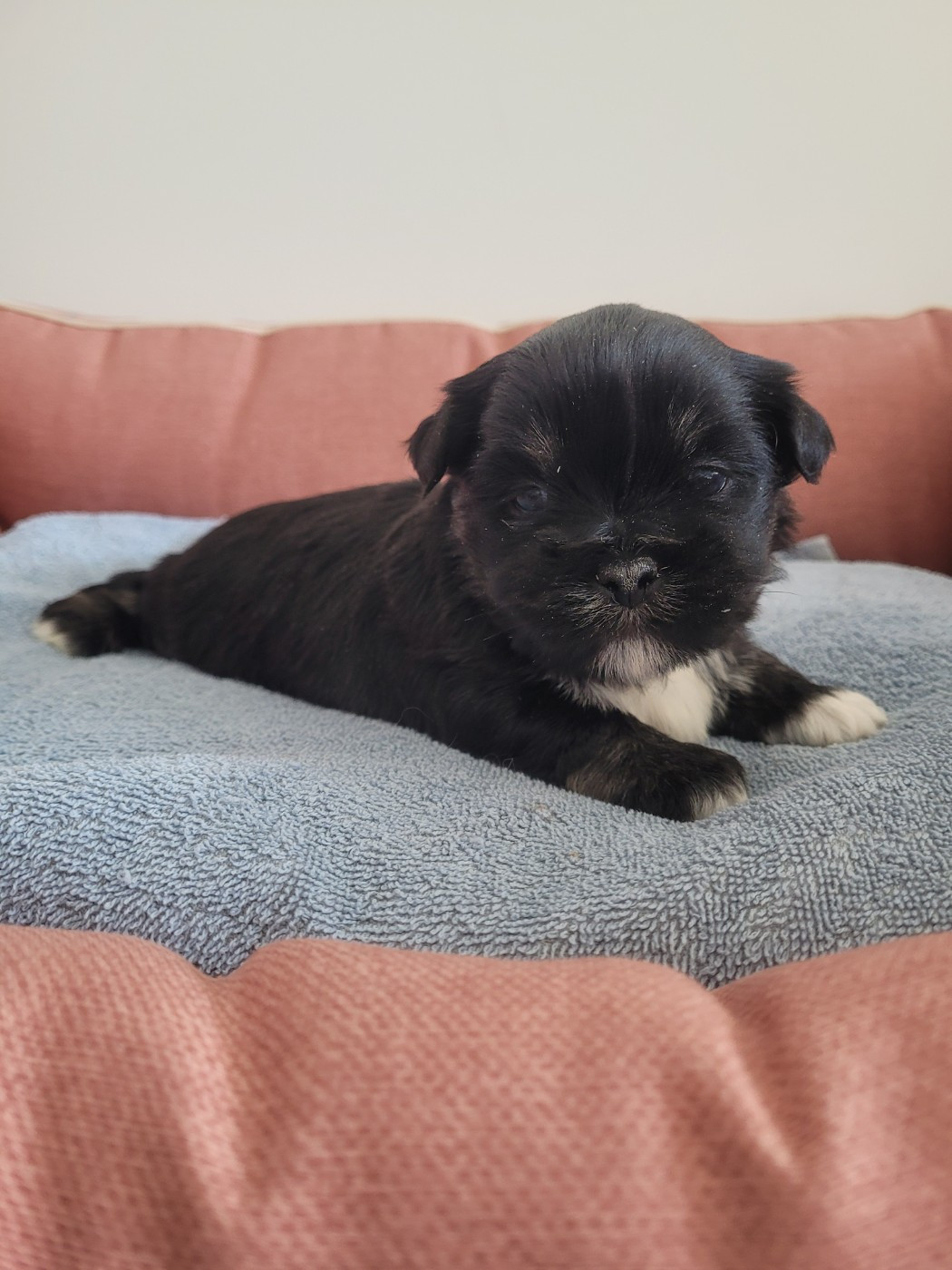 des terres de bourguenailles - Chiots disponibles - Lhassa Apso