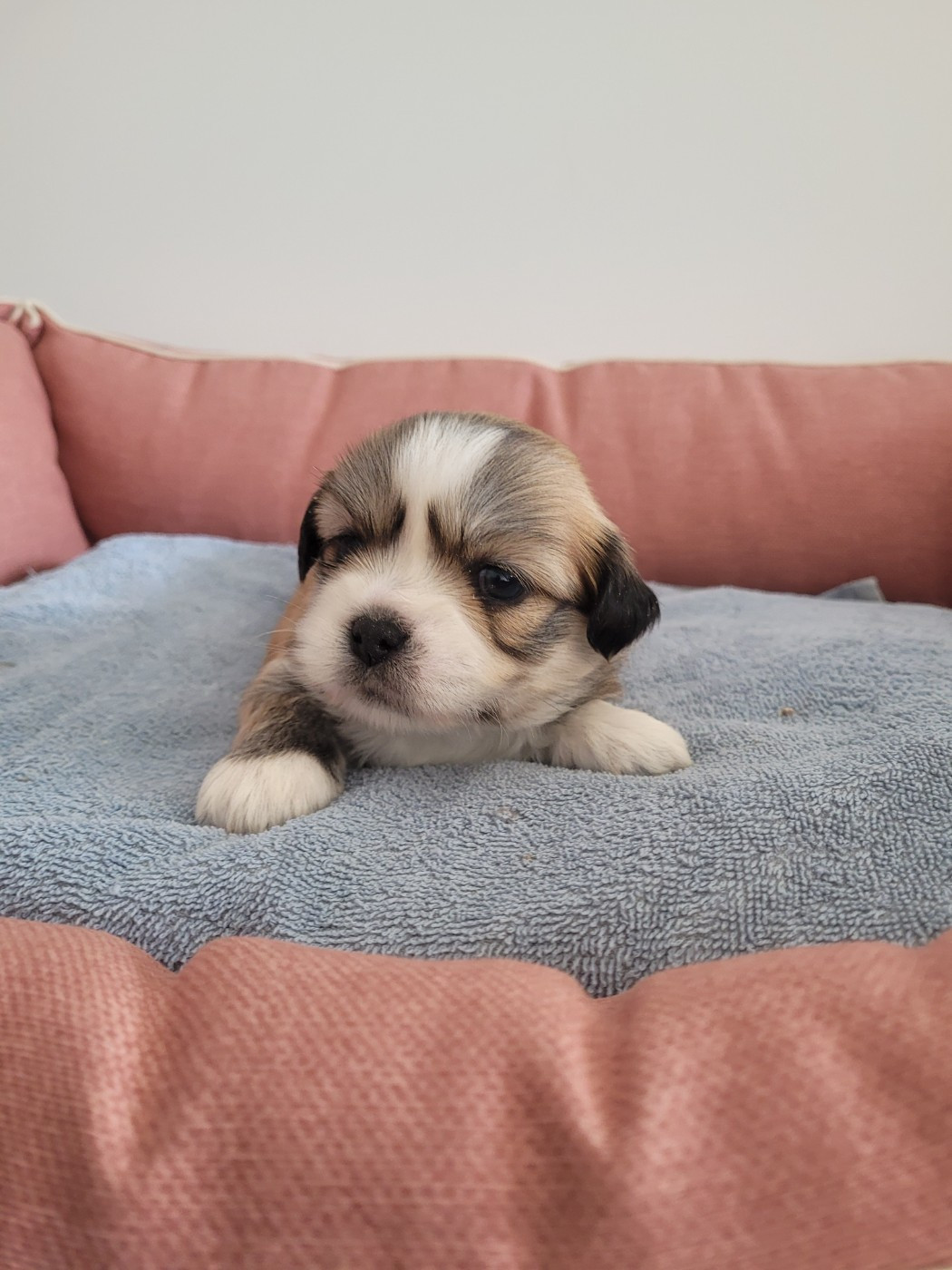 des terres de bourguenailles - Chiots disponibles - Lhassa Apso
