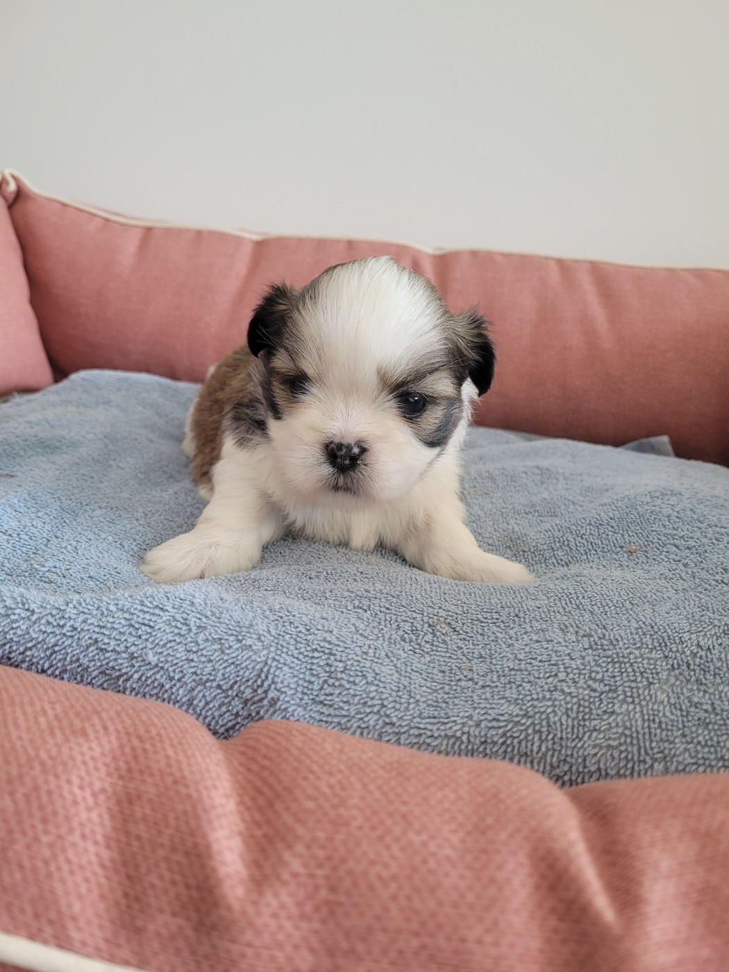 des terres de bourguenailles - Chiots disponibles - Lhassa Apso