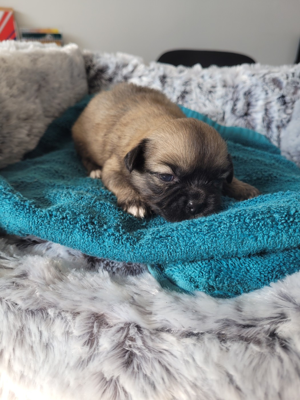 des terres de bourguenailles - Chiots disponibles - Epagneul tibetain