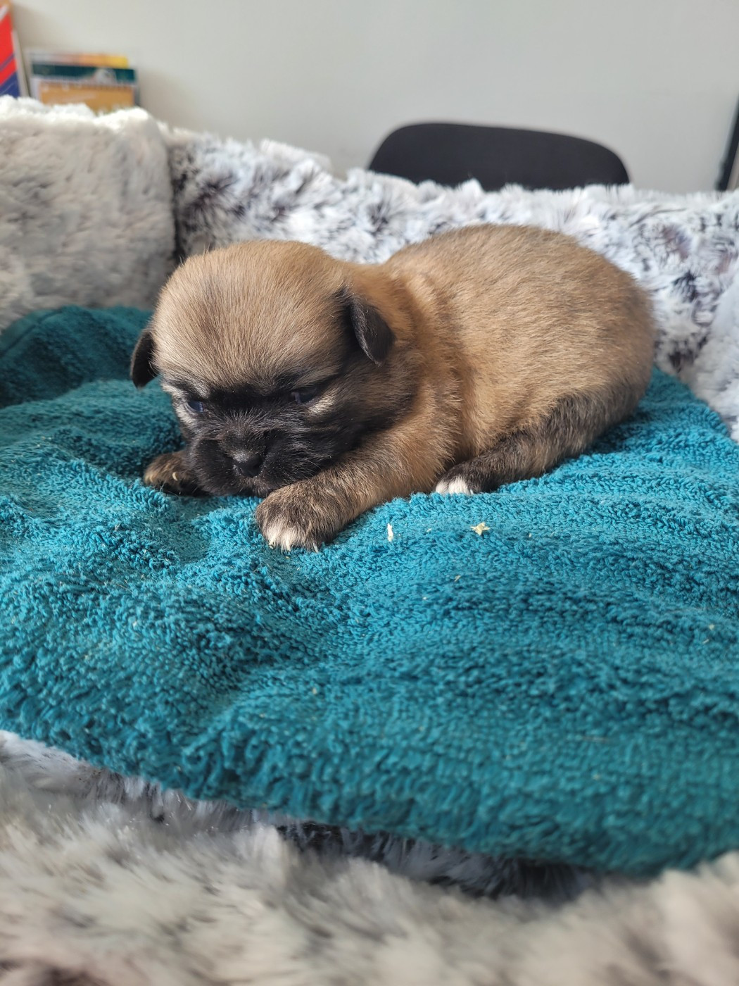 des terres de bourguenailles - Chiots disponibles - Epagneul tibetain