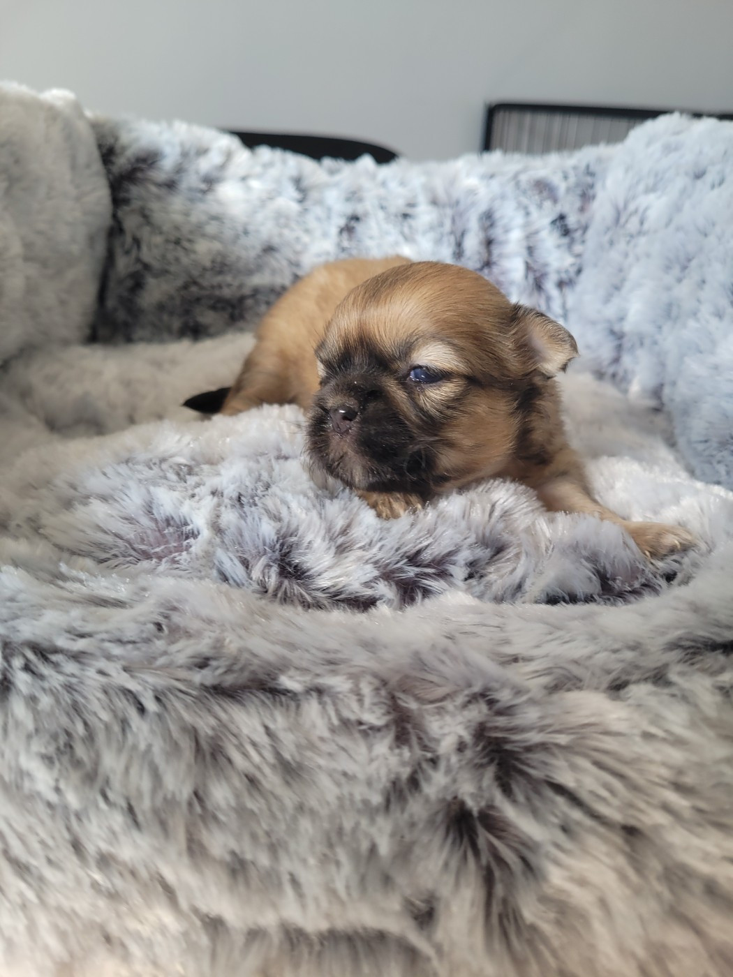 des terres de bourguenailles - Chiots disponibles - Epagneul tibetain