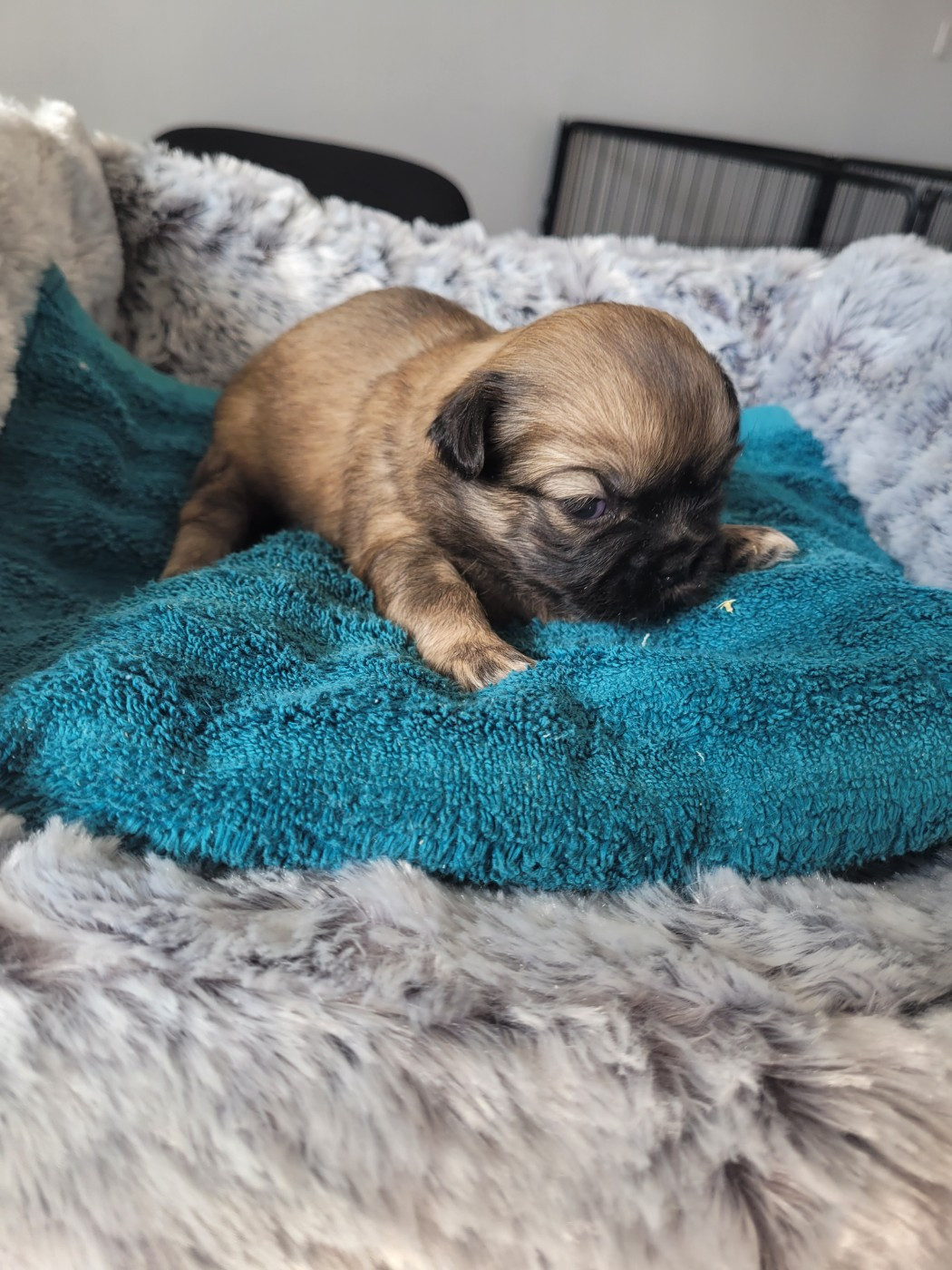 des terres de bourguenailles - Chiots disponibles - Epagneul tibetain