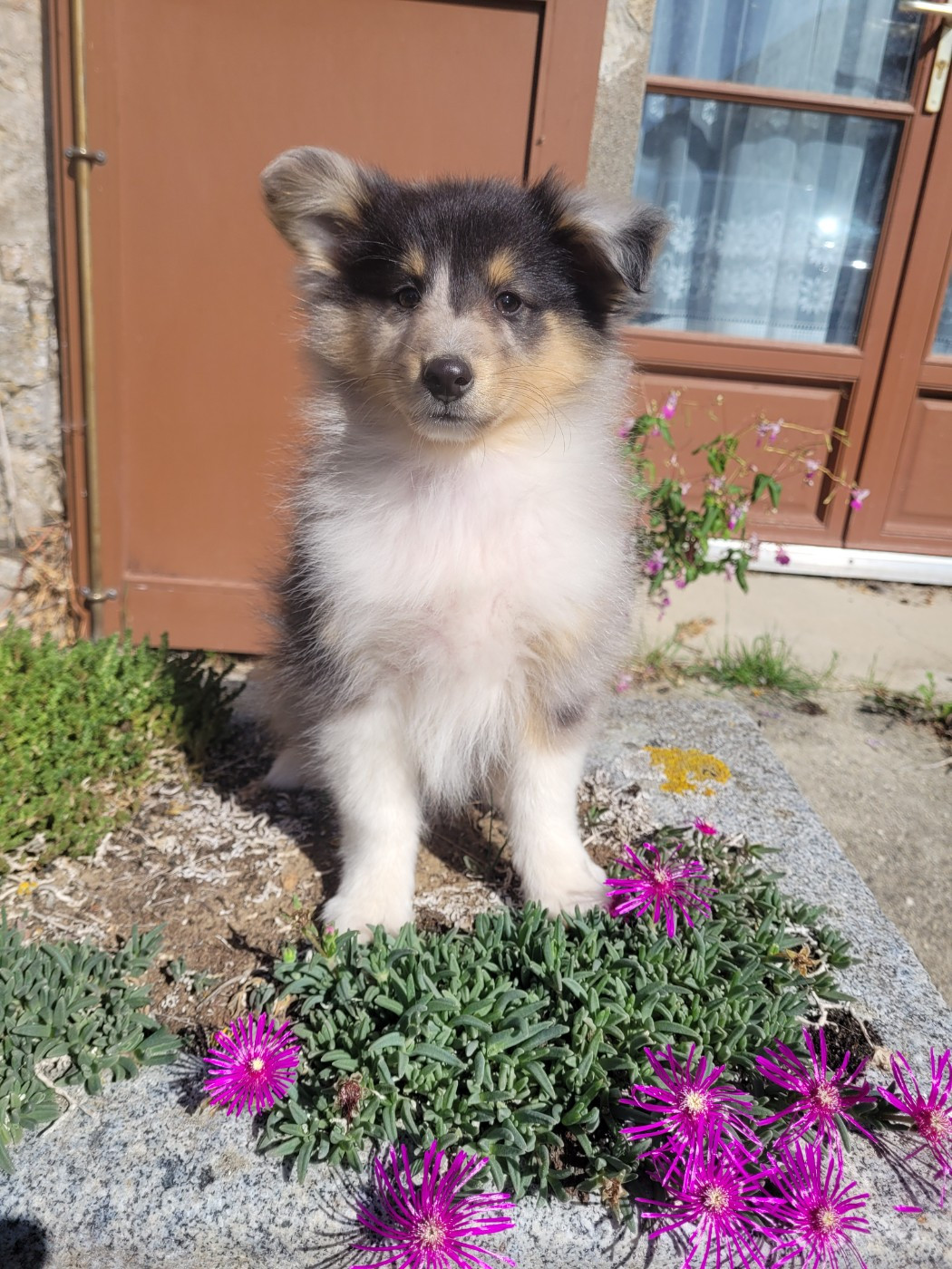 des terres de bourguenailles - Chiots disponibles - Shetland Sheepdog