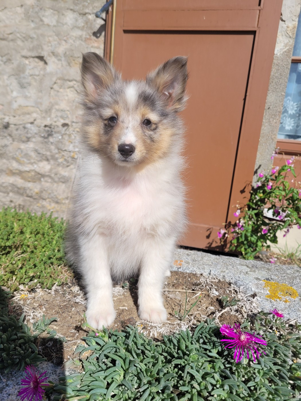 des terres de bourguenailles - Chiots disponibles - Shetland Sheepdog