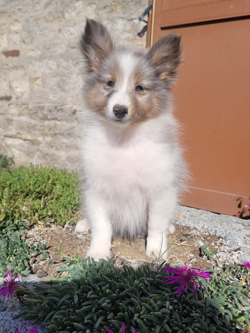 des terres de bourguenailles - Chiots disponibles - Shetland Sheepdog