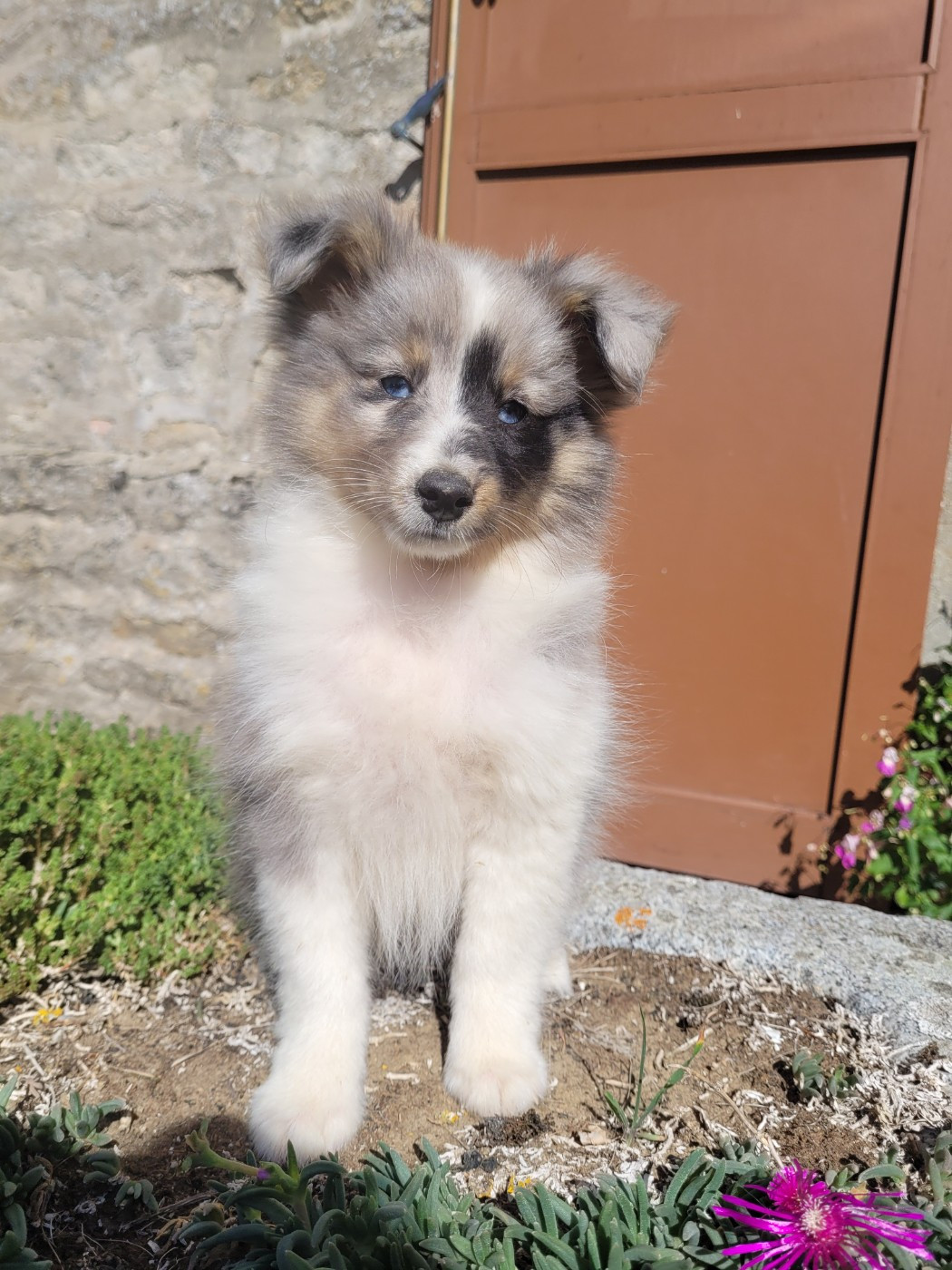 des terres de bourguenailles - Chiots disponibles - Shetland Sheepdog
