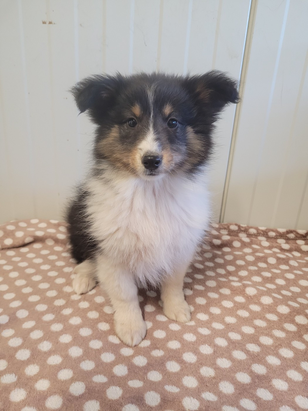 des terres de bourguenailles - Chiots disponibles - Shetland Sheepdog