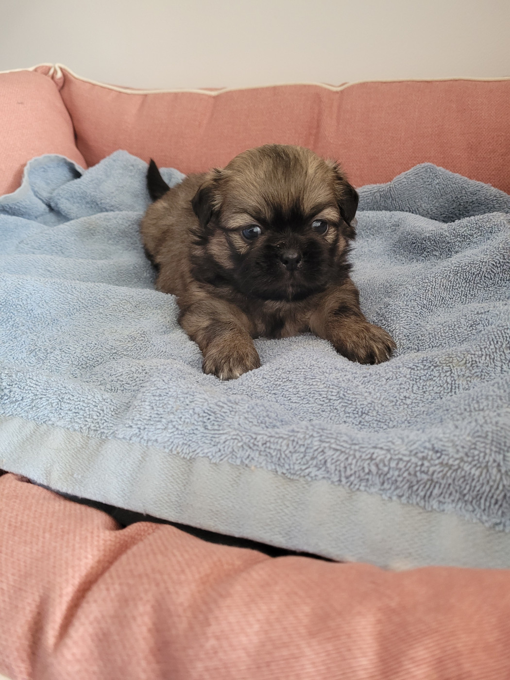 des terres de bourguenailles - Chiots disponibles - Epagneul tibetain
