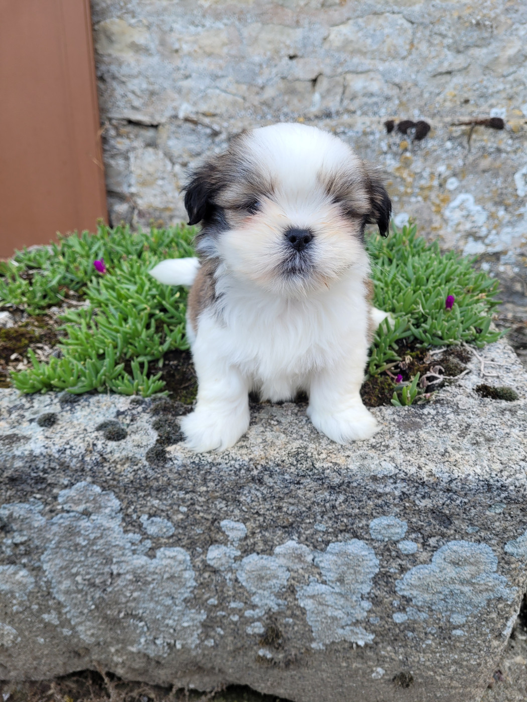 des terres de bourguenailles - Chiots disponibles - Lhassa Apso