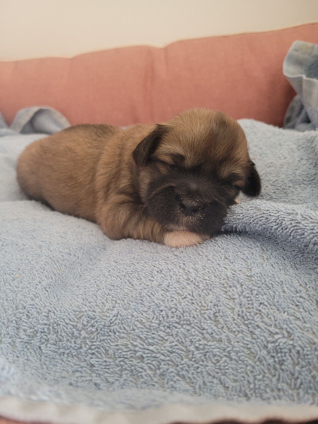 des terres de bourguenailles - Chiots disponibles - Lhassa Apso
