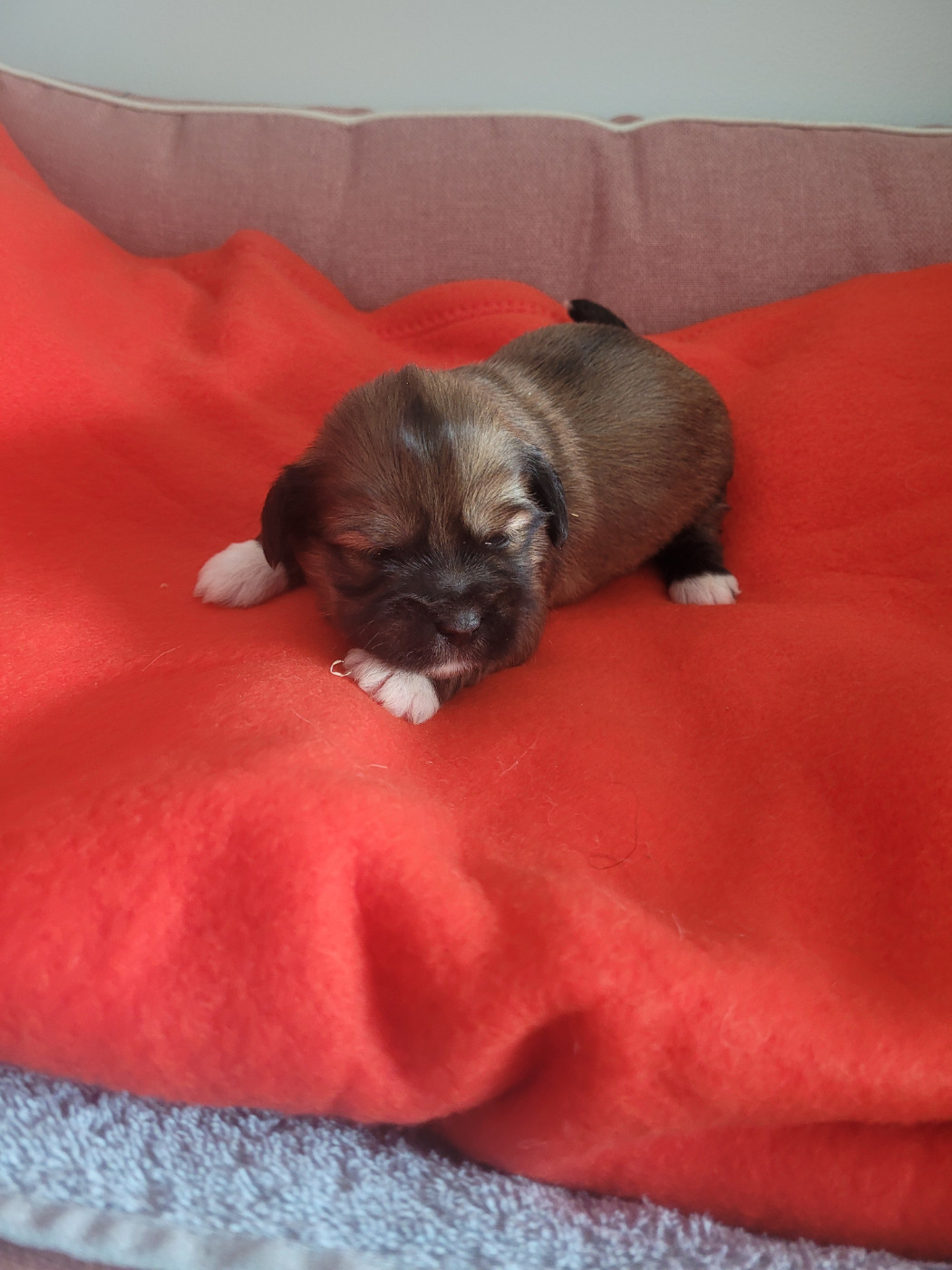 des terres de bourguenailles - Chiots disponibles - Lhassa Apso
