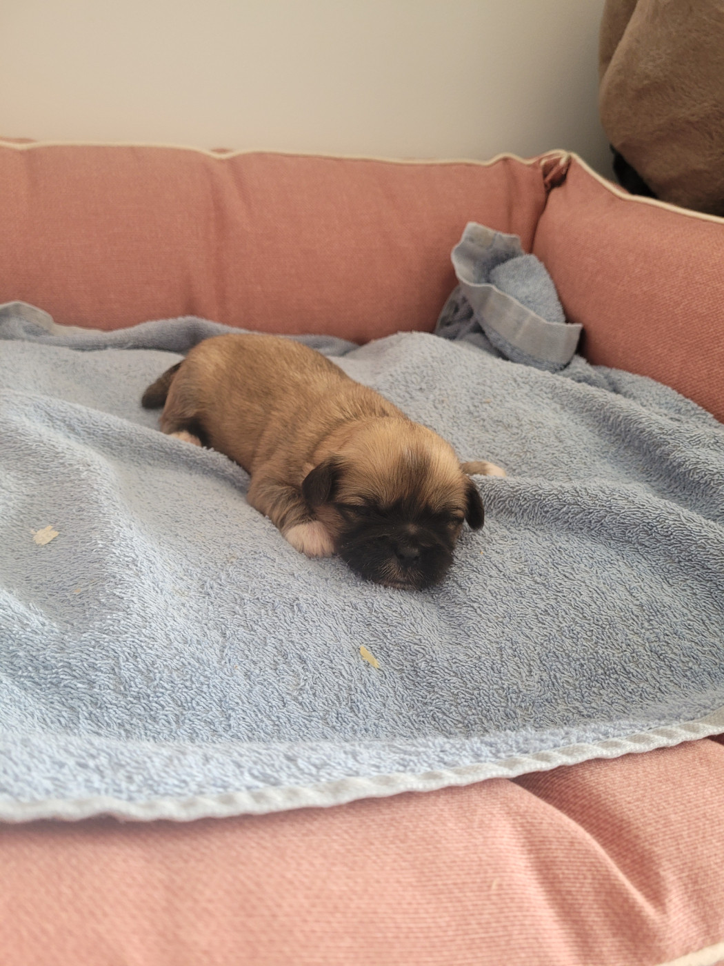 des terres de bourguenailles - Chiots disponibles - Lhassa Apso
