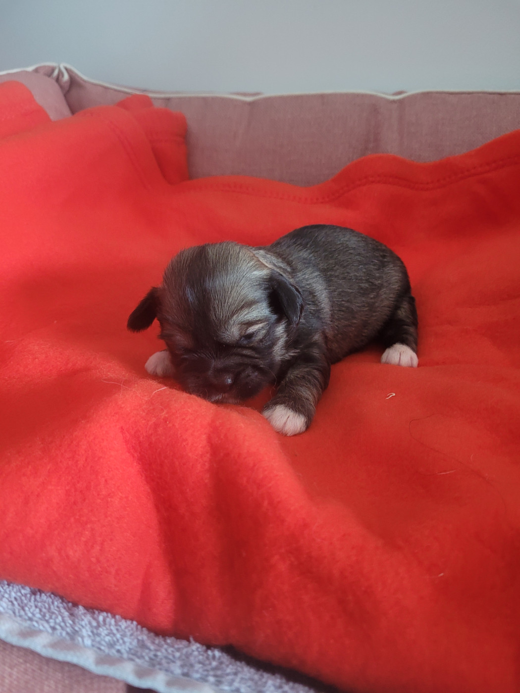 des terres de bourguenailles - Chiots disponibles - Lhassa Apso