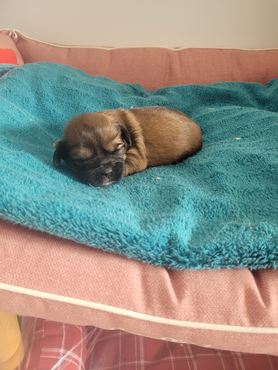 des terres de bourguenailles - Chiots disponibles - Lhassa Apso