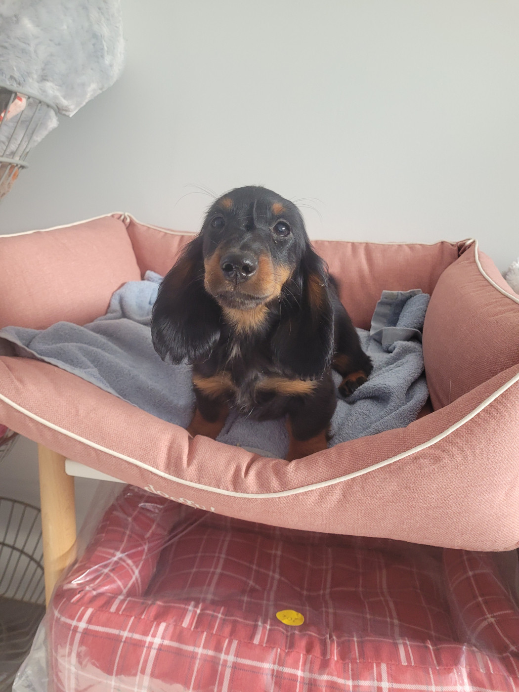 des terres de bourguenailles - Chiots disponibles - Teckel poil long