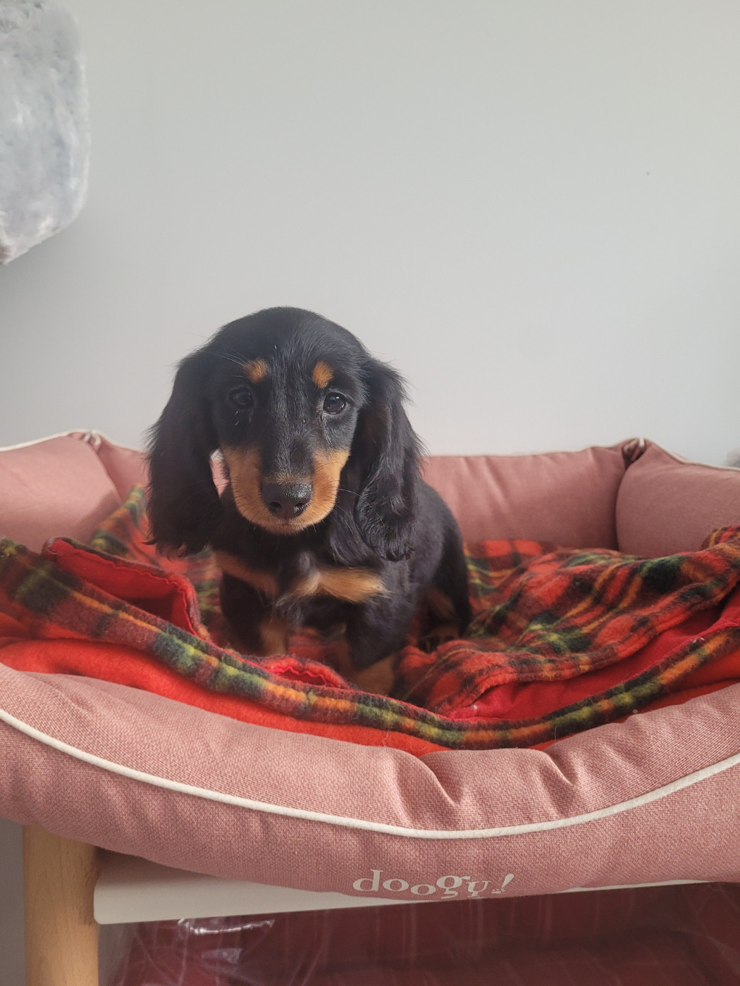 des terres de bourguenailles - Chiots disponibles - Teckel poil long