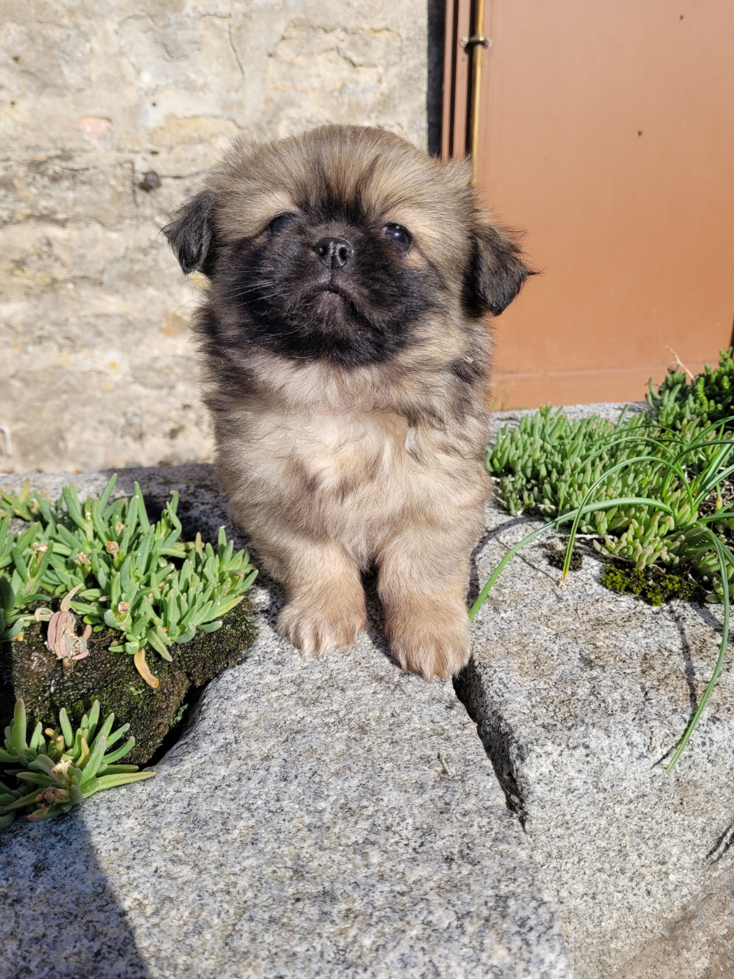 des terres de bourguenailles - Chiots disponibles - Epagneul tibetain