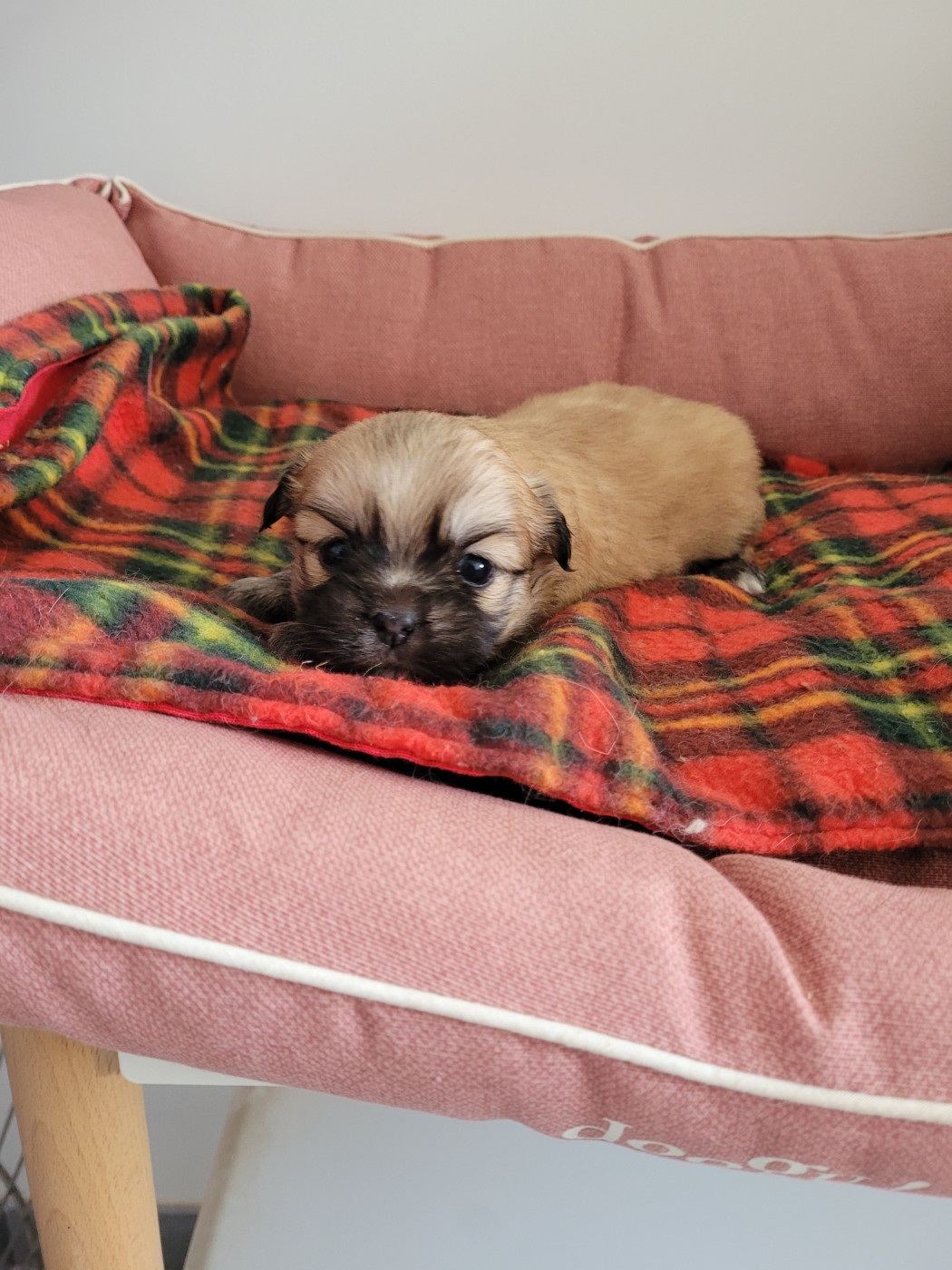 des terres de bourguenailles - Chiots disponibles - Epagneul tibetain