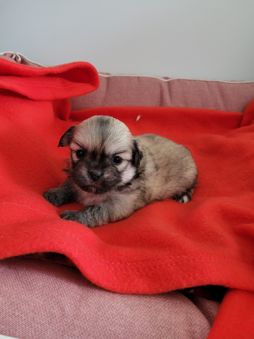 des terres de bourguenailles - Chiots disponibles - Epagneul tibetain