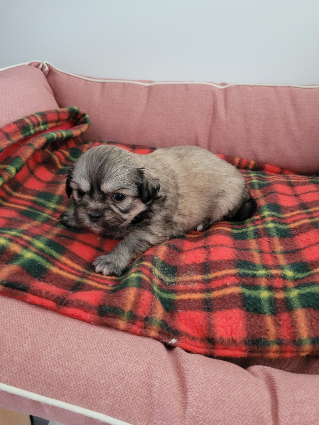 des terres de bourguenailles - Chiots disponibles - Epagneul tibetain
