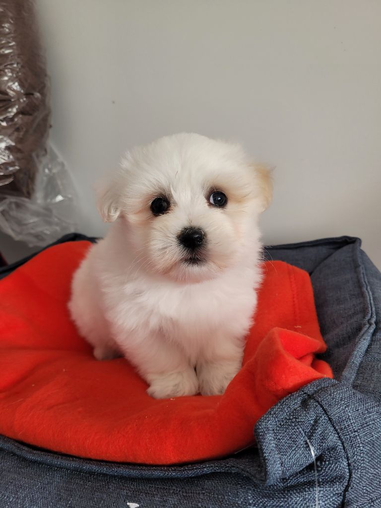 des terres de bourguenailles - Chiots disponibles - Coton de Tulear