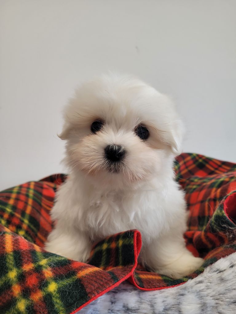 des terres de bourguenailles - Chiots disponibles - Coton de Tulear