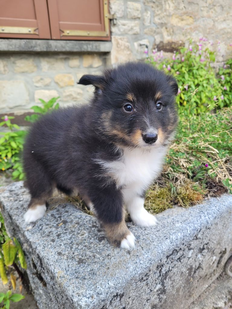 des terres de bourguenailles - Chiots disponibles - Shetland Sheepdog