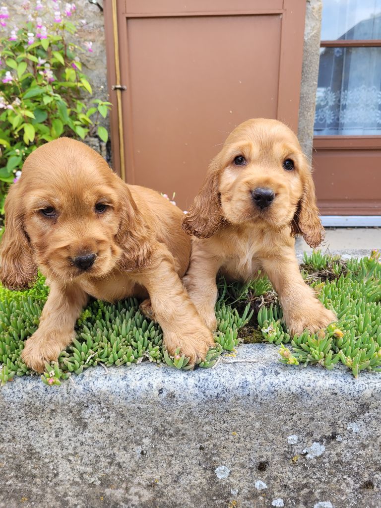 Chiot Cocker Spaniel Anglais des terres de bourguenailles