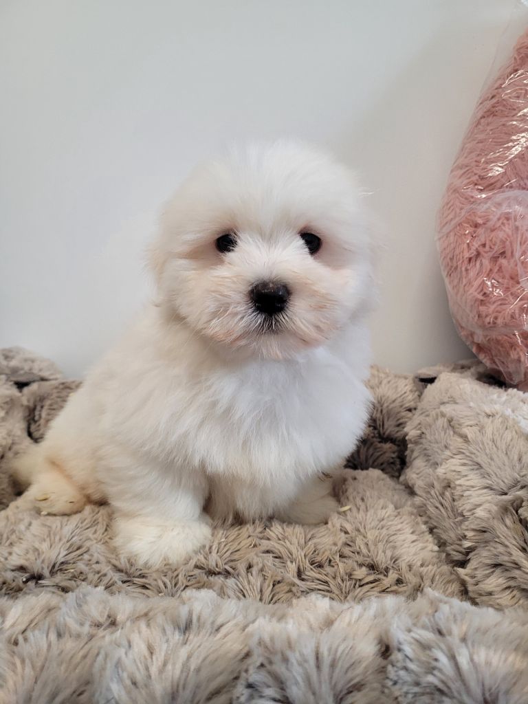 des terres de bourguenailles - Chiots disponibles - Coton de Tulear