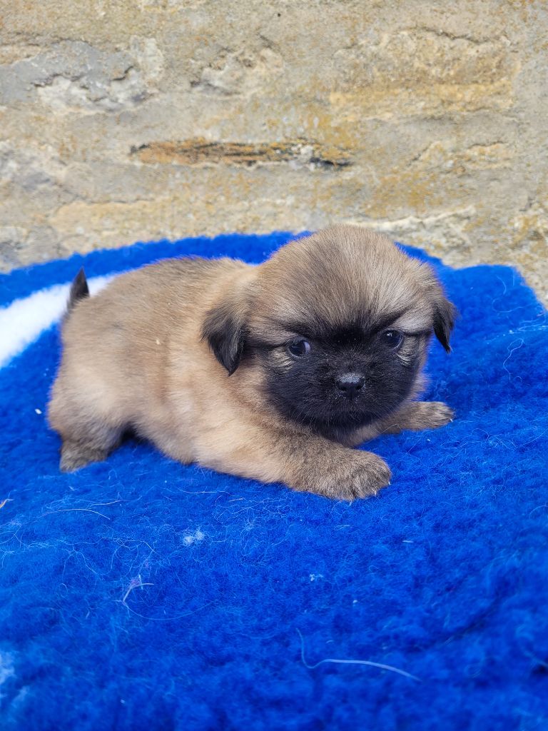 des terres de bourguenailles - Chiots disponibles - Epagneul tibetain
