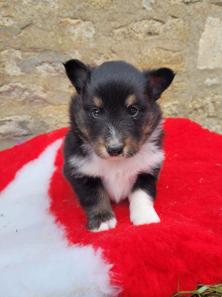 des terres de bourguenailles - Chiots disponibles - Shetland Sheepdog