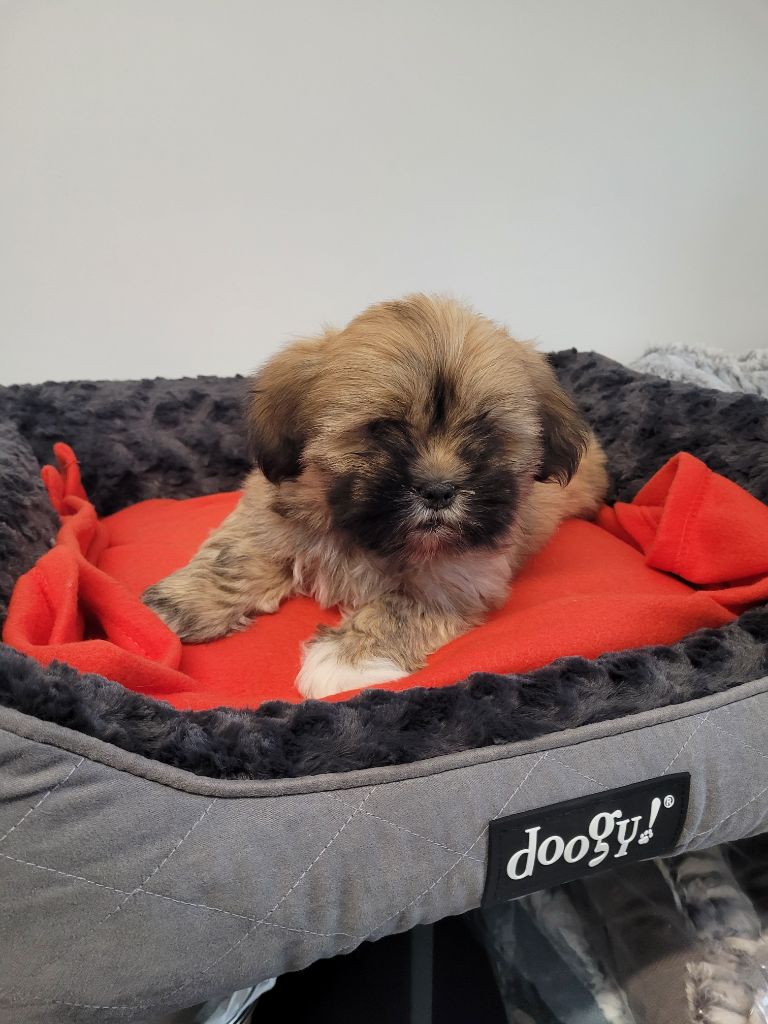 des terres de bourguenailles - Chiots disponibles - Lhassa Apso