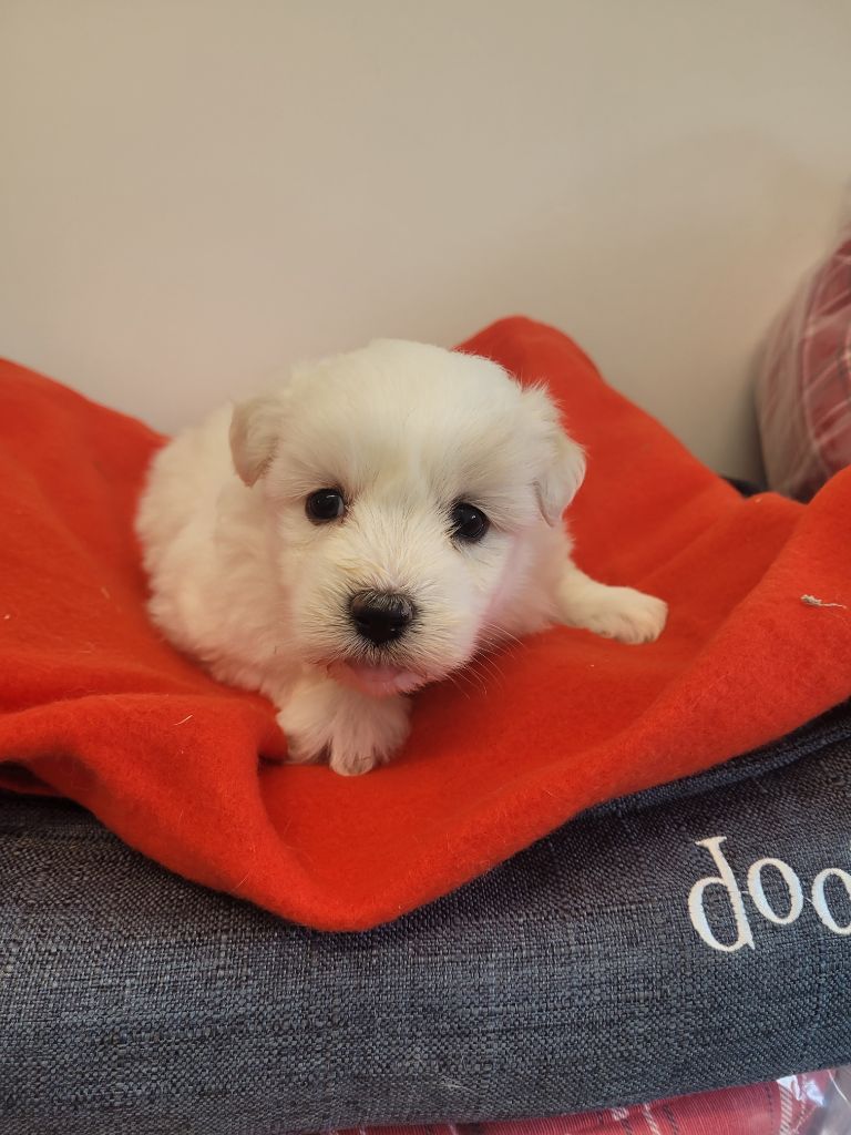 des terres de bourguenailles - Chiots disponibles - Coton de Tulear